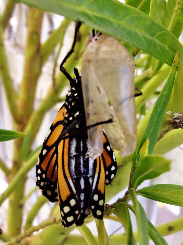 A minutes-old Monarch butterfly, freshly hatched and drying its wings.
