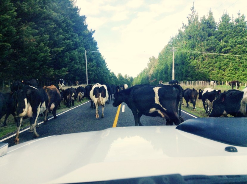 A few days later, I joined my friend James on a business trip to Martinborough where we got held up by some rambling bovines along the way.  No guns were involved.