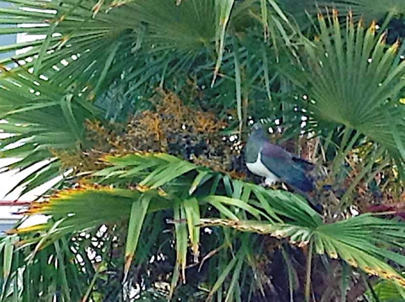 It's a lousy photo, but this is a snap of one of the two kererus (wood pigeons) that lives in the palm tree outside my bedroom window.  Gauge it at about 3x the size of a normal pigeon.